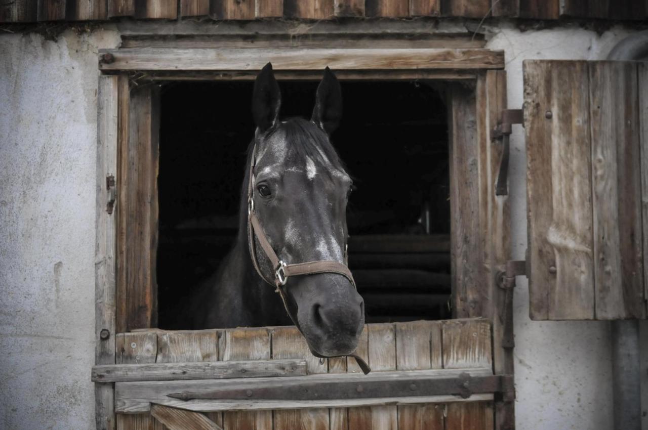 Ferienhof Metzler Bodnegg Εξωτερικό φωτογραφία